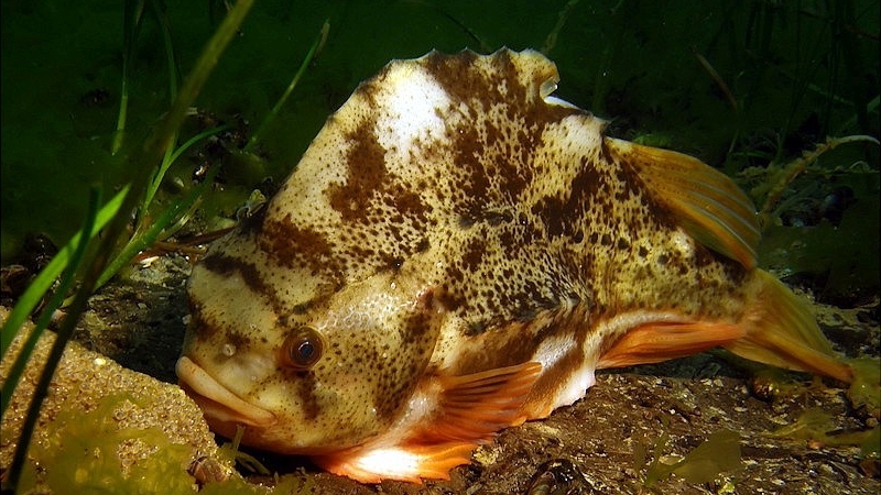 Seehase - Boltenhaggen Ostsee