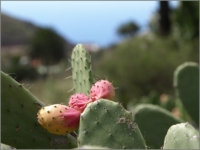 2011_11_Gomera_028