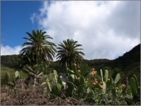 2011_11_Gomera_031