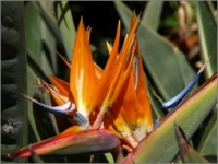 2011_11_Gomera_051