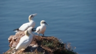 Helgoland 11