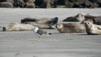 Helgoland 15