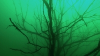 Wald_04