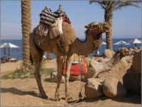 2009_04_Dahab_26