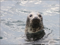 2011_09_Scapa_53