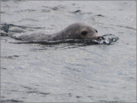 2011_09_Scapa_54